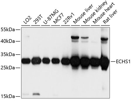 ECHS1 Antibody in Western Blot (WB)