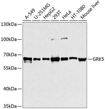 GRK5 Antibody in Western Blot (WB)