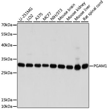 PGAM1 Antibody in Western Blot (WB)