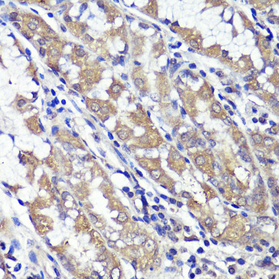 UBL3 Antibody in Immunohistochemistry (Paraffin) (IHC (P))