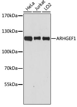 ARHGEF1 Antibody in Western Blot (WB)