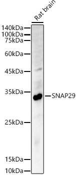 SNAP29 Antibody in Western Blot (WB)