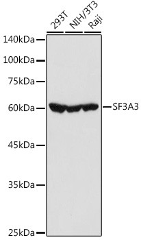 SF3A3 Antibody in Western Blot (WB)