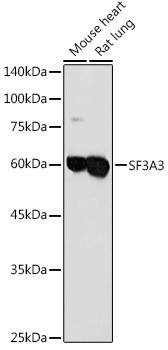 SF3A3 Antibody in Western Blot (WB)