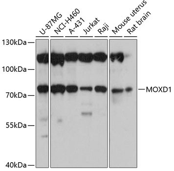 MOXD1 Antibody in Western Blot (WB)