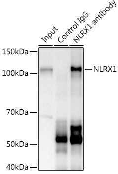 NLRX1 Antibody in Immunoprecipitation (IP)