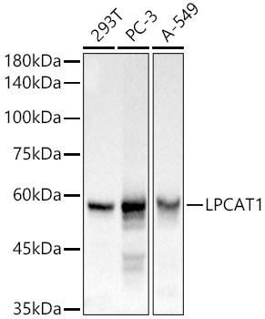 LPCAT1 Antibody in Western Blot (WB)