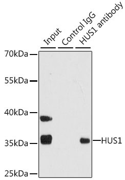 HUS1 Antibody in Immunoprecipitation (IP)