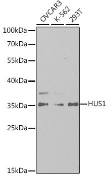 HUS1 Antibody in Western Blot (WB)