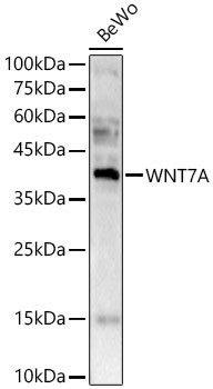 WNT7A Antibody in Western Blot (WB)