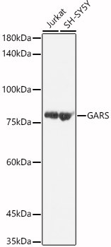 GARS Antibody in Western Blot (WB)