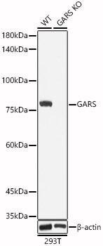 GARS Antibody in Western Blot (WB)