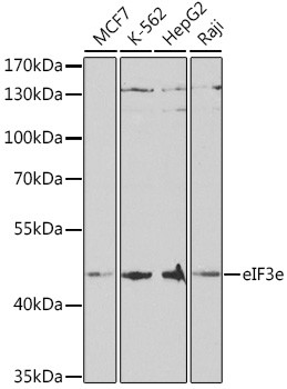 eIF3e Antibody in Western Blot (WB)