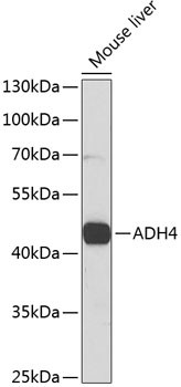 ADH4 Antibody in Western Blot (WB)