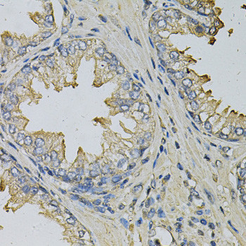 LITAF Antibody in Immunohistochemistry (Paraffin) (IHC (P))