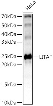 LITAF Antibody in Western Blot (WB)