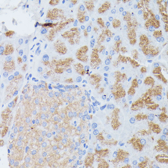 PLA2 Antibody in Immunohistochemistry (Paraffin) (IHC (P))