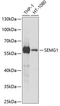 SEMG1 Antibody in Western Blot (WB)