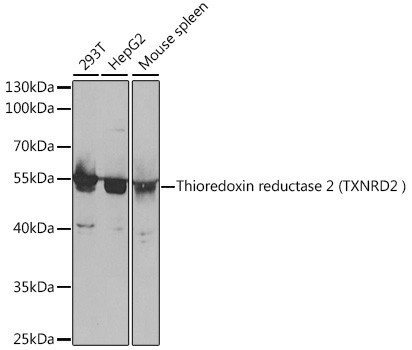 TrxR2 Antibody in Western Blot (WB)