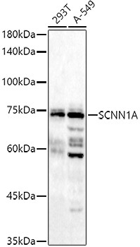 alpha-ENaC Antibody in Western Blot (WB)