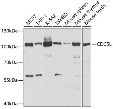 Cdc5L Antibody in Western Blot (WB)