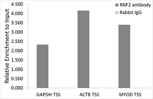 RNF2 Antibody in ChIP Assay (ChIP)