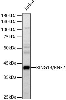 RNF2 Antibody in Western Blot (WB)