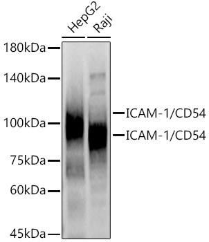 ICAM-1 Antibody in Western Blot (WB)