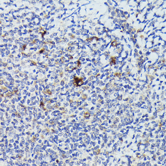 Cathepsin G Antibody in Immunohistochemistry (Paraffin) (IHC (P))