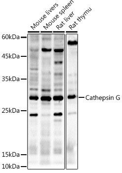 Cathepsin G Antibody in Western Blot (WB)