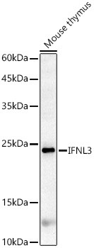 IL-28B Antibody in Western Blot (WB)