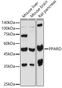 PPAR delta Antibody in Western Blot (WB)