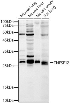 TWEAK Antibody in Western Blot (WB)