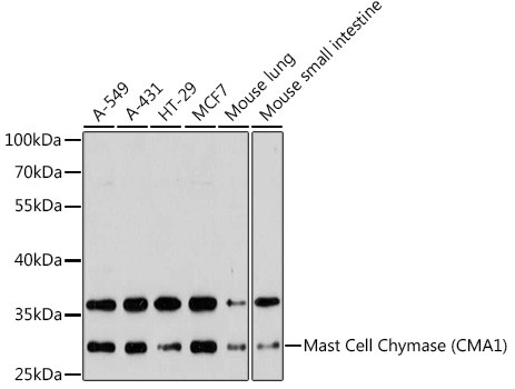 Mast Cell Chymase Antibody in Western Blot (WB)