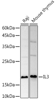 IL-3 Antibody in Western Blot (WB)