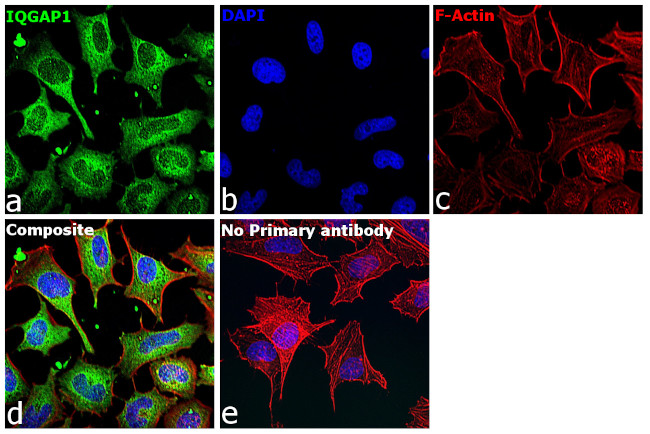 IQGAP1 Antibody in Immunocytochemistry (ICC/IF)