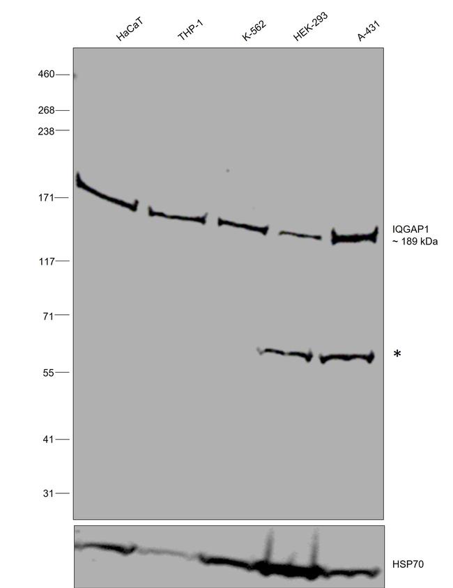 IQGAP1 Antibody in Western Blot (WB)