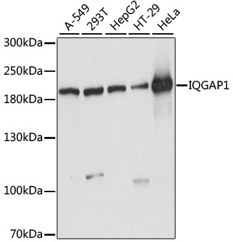 IQGAP1 Antibody in Western Blot (WB)