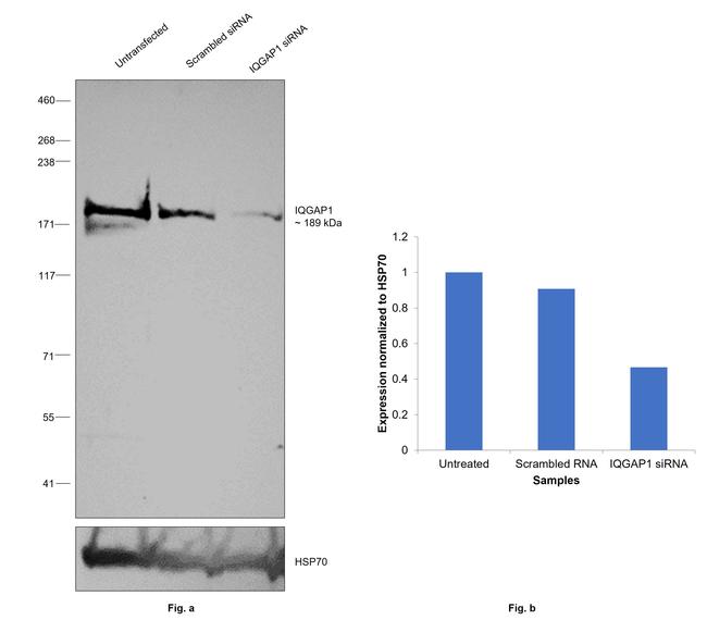 IQGAP1 Antibody in Western Blot (WB)