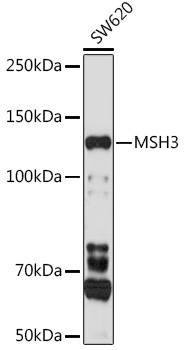 MSH3 Antibody in Western Blot (WB)