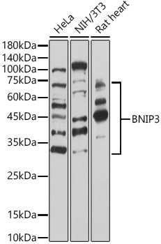 BNIP3 Antibody in Western Blot (WB)