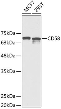 CD58 Antibody in Western Blot (WB)