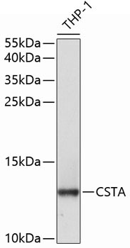 Cystatin A Antibody in Western Blot (WB)