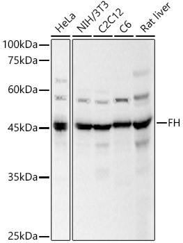 Fumarase Antibody in Western Blot (WB)