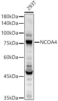 NCOA4 Antibody in Western Blot (WB)