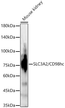 CD98 Antibody in Western Blot (WB)