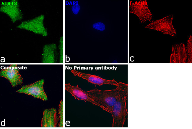 SIRT3 Antibody in Immunocytochemistry (ICC/IF)