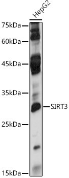 SIRT3 Antibody in Western Blot (WB)