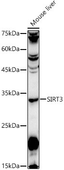 SIRT3 Antibody in Western Blot (WB)