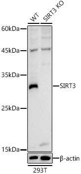 SIRT3 Antibody in Western Blot (WB)